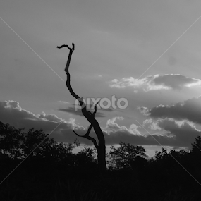 Tree silhouette by Piet  Grobler - Black & White Landscapes