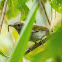 Green-backed Whistler