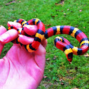 Scarlet king snake