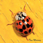 Multicolored Asian Lady Beetle