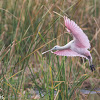 Roseate Spoonbill