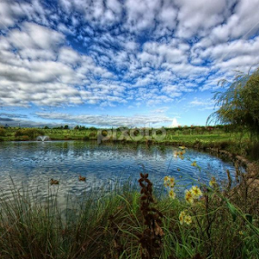 Parque da Paz by Luís Dias - Landscapes Waterscapes