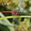 Autumn Meadowhawk dragonfly
