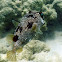 Longspine Porcupinefish