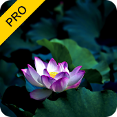 Meditative Harmony Pack (PRO)