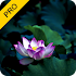 Meditative Harmony Pack (PRO)1.0
