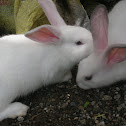 Chinchilla Domesticated Rabbit