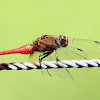 RUFOUS MARSH GLIDER