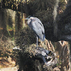 Great Blue Heron