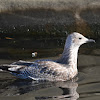 European Herring Gull (Juvenile)