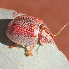 Tortoise leaf beetle