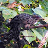 Asian Koel (Female)