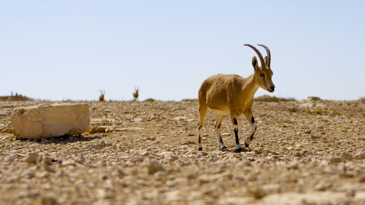 Capra ibex nubiana