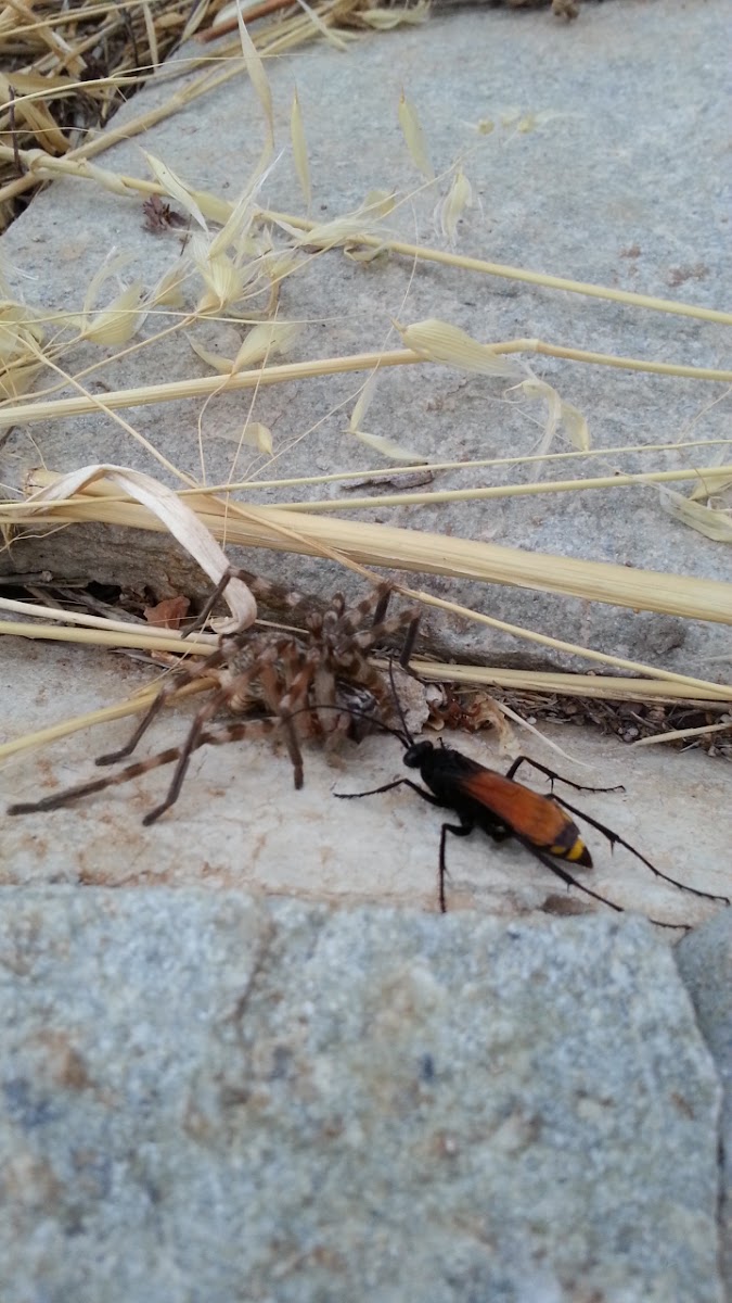 Wasp carrying semidead spider