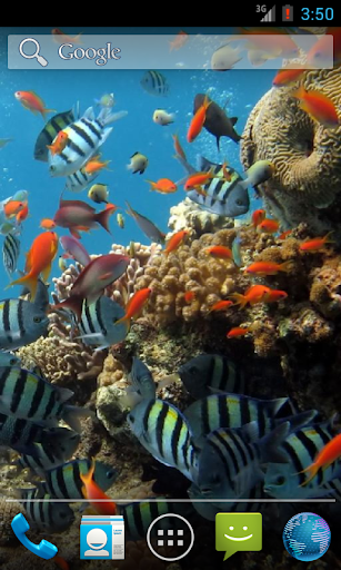 Colorful Tropical Fishes