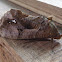 Bat-mimic Moth