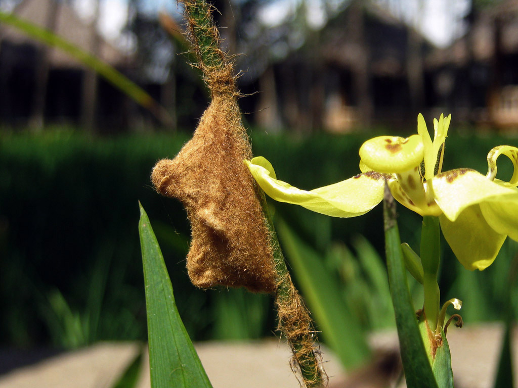 Unknown pupae