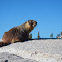 Yellow-bellied marmot