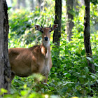 Nilgai( Blue bull) Male