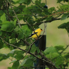 American Goldfinch. (Male)