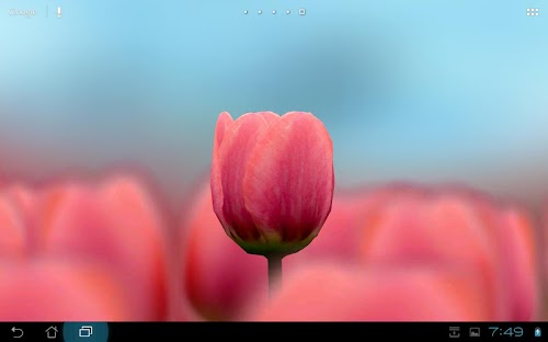 Android application 3D Tulip Live Wallpaper screenshort