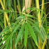 Bamboo / Buluh tilan payung