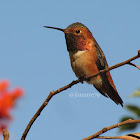 Allen's Hummingbird