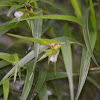 Orquídea Epifita