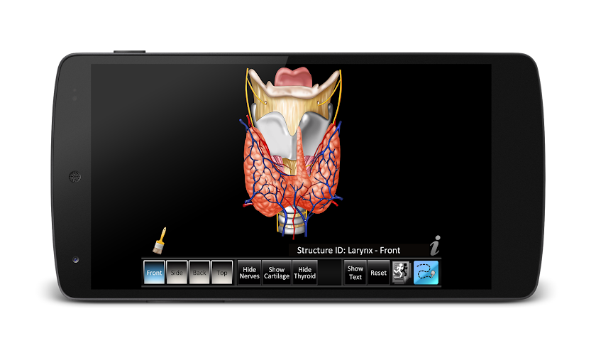 Larynx ID Screen 2