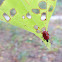 Air Potato Leaf Beetle