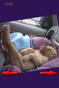 Best Funny Pictures Screenshots 4