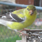American Goldfinch [female]