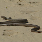 Eastern Brown Snake?