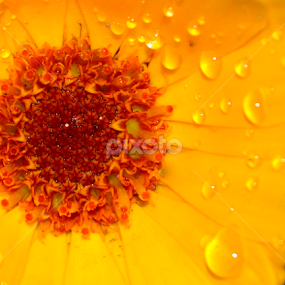 calendula blooms by Mukesh Sharma - Flowers Single Flower