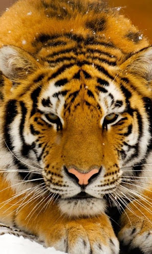 Tiger Wallpapers HD