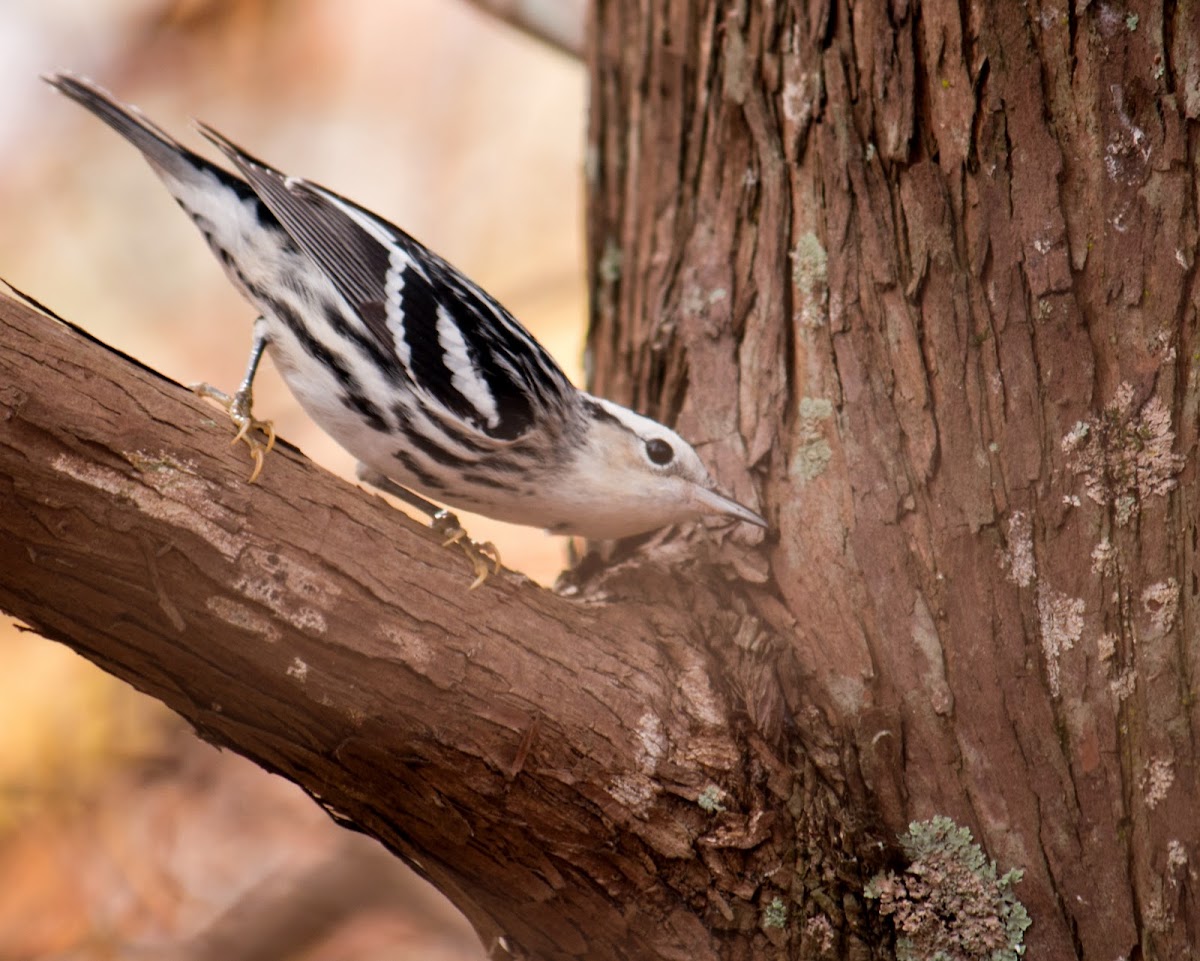 Black-and-white Warbler