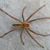 Species of Costa Rican Wandering Spider