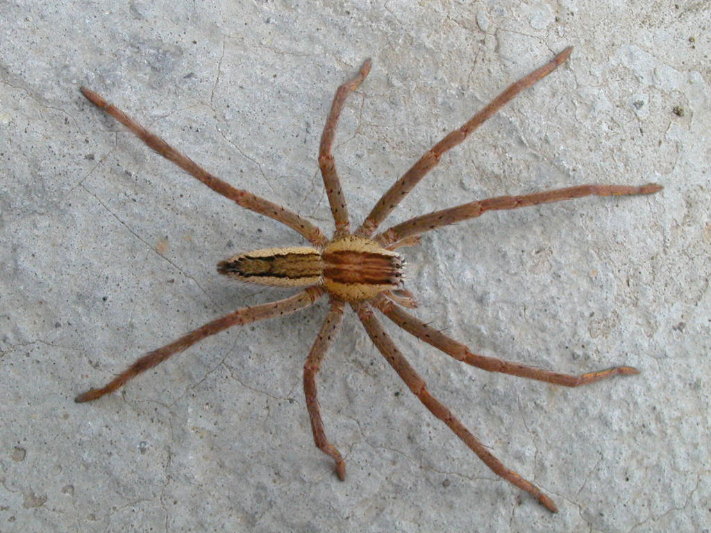 Species of Costa Rican Wandering Spider