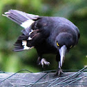 Pied Currawong