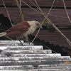 Andaman Coucal or Brown Coucal