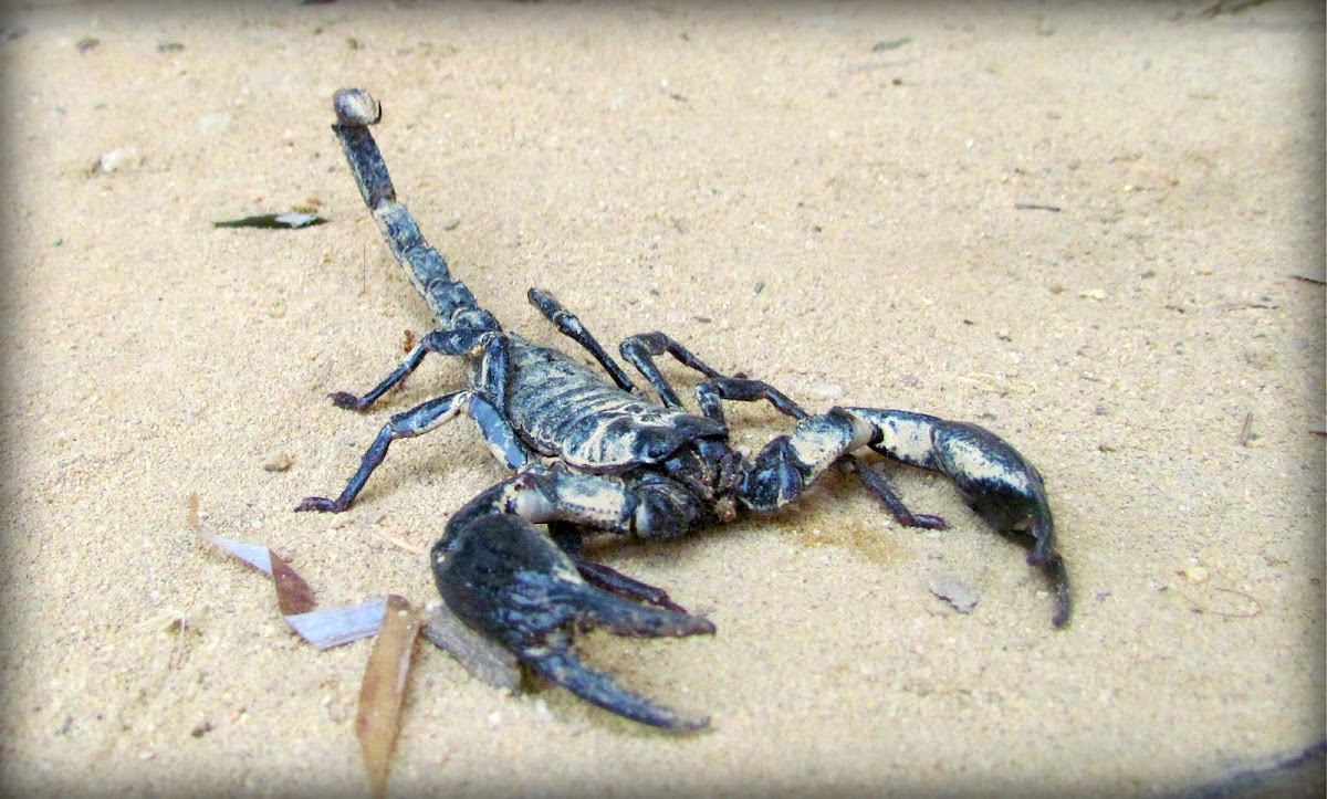 Asian Giant Forest Scorpion