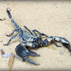 Asian Giant Forest Scorpion