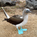 Blue footed booby