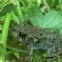 Juvenile Toad