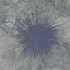 Long-spined urchin