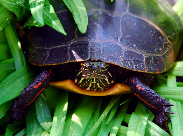 Eastern Painted Turtle | Project Noah