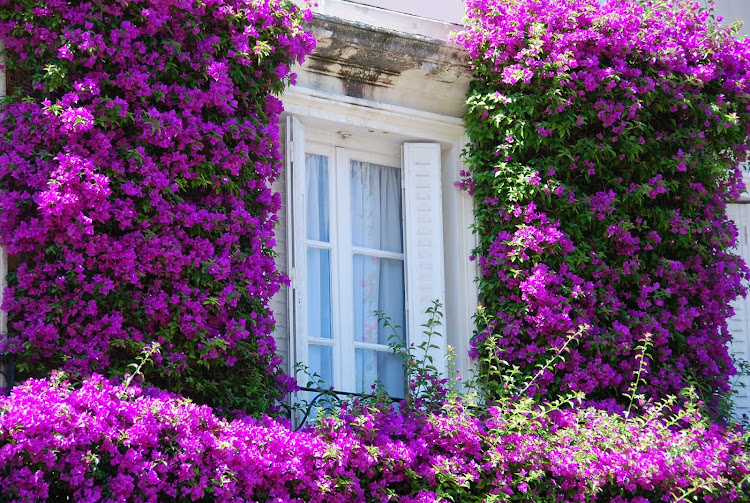 Bougainvillea in bloom in Monte Carlo, Monaco.