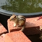 Eastern Chipmunk