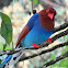 Sri Lanka blue magpie