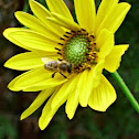 Bee-Jerusalem artichoke
